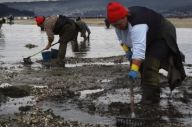 Mariscadoras