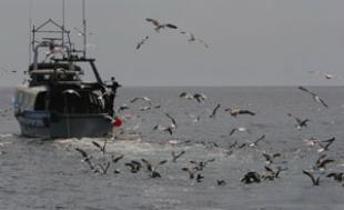 A flota motorizada mundial ascende a preto de 2,1 millóns de barcos