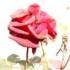 Flor